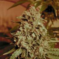 Somango  Widow  Advanced  Cannabis  Seeds 0