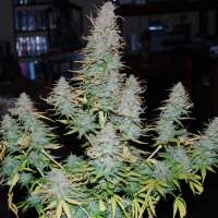 Strong  Stuff  Feminised  Cannabis  Seeds  Phoenix  Cannabis  Seeds 0