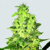 Super Skunk Regular Seeds