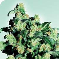 Super Skunk Regular Seeds