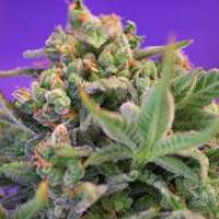 Sweet Cheese Feminised Seeds