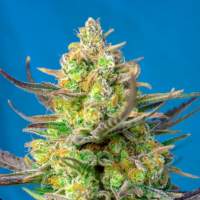 Sweet Cheese XL Auto Feminised Seeds