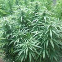 White  Rhino  Feminized 5  Cannabis  Seeds 2 0