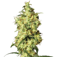 White  Widow  Automatic  Jpg