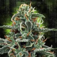 White Widow MOC Feminised Seeds