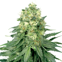 White  Widow  Jpg