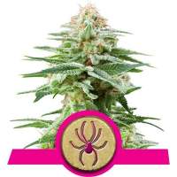 White Widow Feminised Seeds