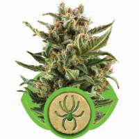 White  Widow  Automatic  Feminised  Cannabis  Seeds  Royal  Queen  Cannabis  Seeds 0
