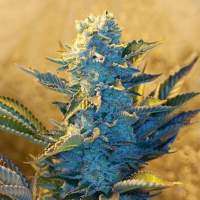 White Widow Feminised Seeds