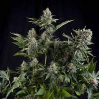 White Widow Feminised Seeds