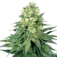 White  Widow  Feminised  Cannabis  Seeds  Sensi  White  Label 0