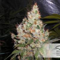 White Widow Regular Seeds