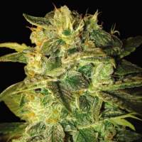 Sugar Mango Ryder Autoflowering Feminised Seeds