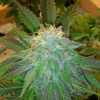 Auto Bubblelicious Feminised Seeds