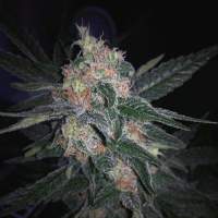 Melon Gum AUTO Feminised Seeds