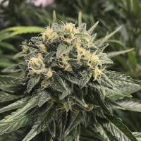 Sativa 27s  Sour  Diesel  Feminised  Cannabis  Seeds