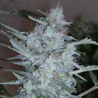 White Sirius Autoflowering Feminised Seeds