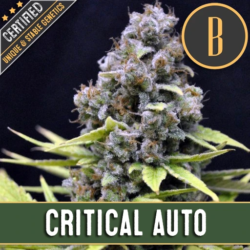 Critical Automatic Auto Flowering Seeds | BlimBurn Seeds | Cannabis Seeds