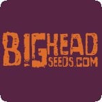 Bighead Cannabis Seeds