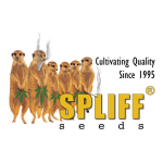 Spliff 20 Cannabis  Seeds 0