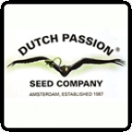 Dutch  Passion  Breeder