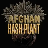 Afghan  Hash  Plant  Auto