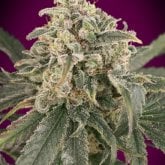 Auto  Amnesia  X X L
