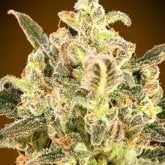 Auto  Biodiesel  Mass  X X L