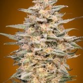 Somango  Widow