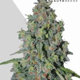 Trainwreck  Auto
