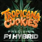 Tropicana  Cookies  F1  Auto