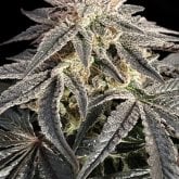 Advanced  Cannabis  Seeds  Permanent  Marker