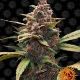 Barneys  Farm  Cannabis  Seeds  Ayahuasca  Purple