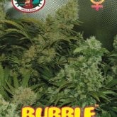 Big  Buddha  Cannabis  Seeds  Bubble  Cheese