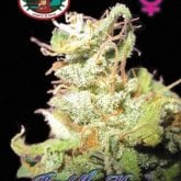 Big  Buddha  Cannabis  Seeds  Buddha  Haze