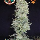 Big  Buddha  Cannabis  Seeds  Hindu  Cream