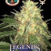 Big  Buddha  Cannabis  Seeds  Legends  Gold