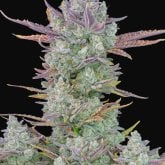 Fast  Buds  Cannabis  Seeds  Gorilla  Cookies  Auto
