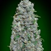 Oo  Cannabis  Seeds  Auto  Afghan  Mass  Xxl