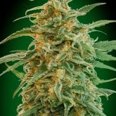 Oo  Cannabis  Seeds  Auto  Gorilla