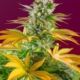 Sweet Cannabis Seeds Gorilla Sherbet F1 Fast Version