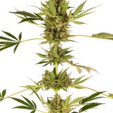 Sensi  Himalayan  C B D  Feminised  Cannabis  Seeds