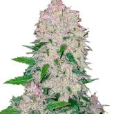 Stardawg  Autoflowering  Feminised  Cannabis  Seeds