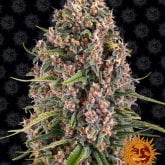Blueberry  Cheese  Blue  Cheese  Feminised  Cannabis  Seeds