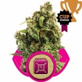 Sour  Diesel  Feminised  Cannabis  Seeds  Royal  Queen  Cannabis  Seeds 0