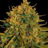 World  Of  Cannabis  Seeds  Northern  Light  X  Big  Bud  Feminised 0