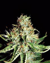 Expert  Cannabis  Seeds  Sweet  Cream  Auto