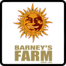 Barneys  Farm  Amsterdam  Breeder