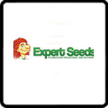 Expert  Cannabis  Seeds  Breeder