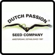 Dutch  Passion  Breeder